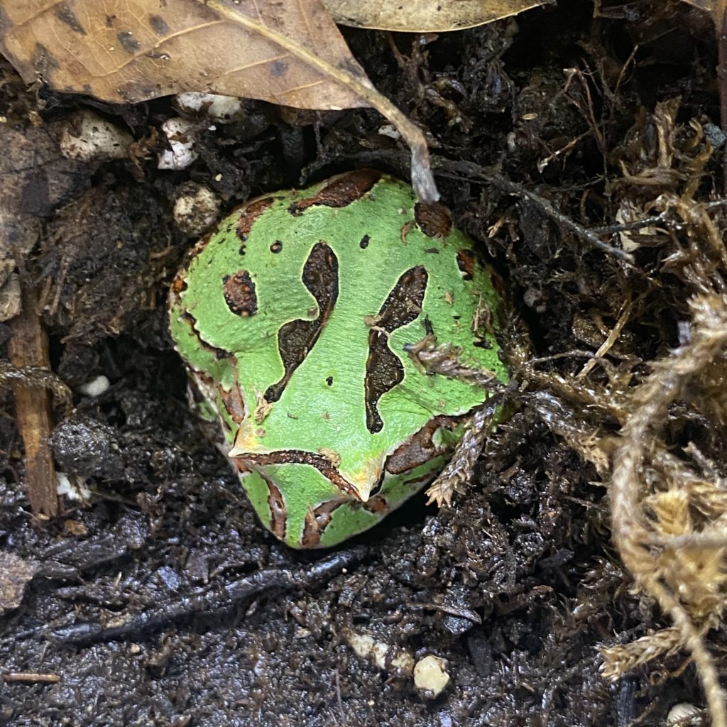 View of Fantasy Rainbow Pacman Frog - Predator and Prey Exotics