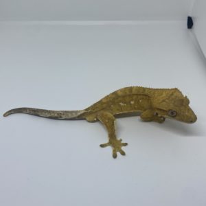 Juvenile Crested Gecko with Portholes