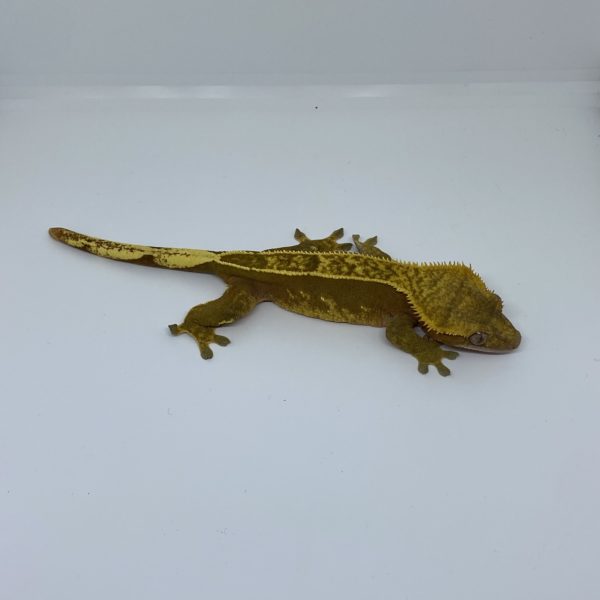 Female Red Crested Gecko