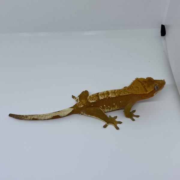 Female Red Crested Gecko with Portholes