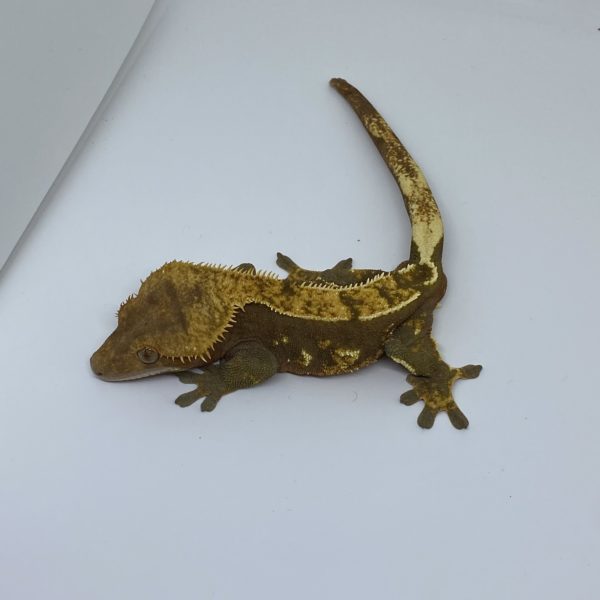 Male Red Flame Crested Gecko