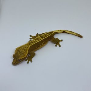 Female Red Crested Gecko