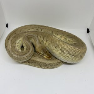 Male Super Pastel Pinstripe Mojave Ball Python