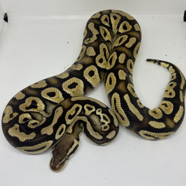 Female Phantom Pastel Pos. Yellow Belly Ball Python