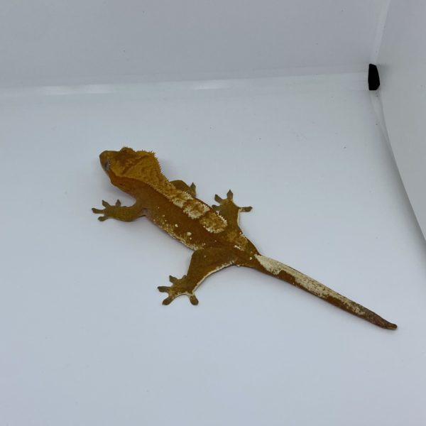 Female Red Crested Gecko with Portholes