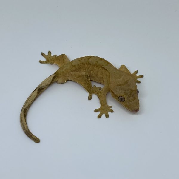 Phantom Tiger/brindle Crested Gecko