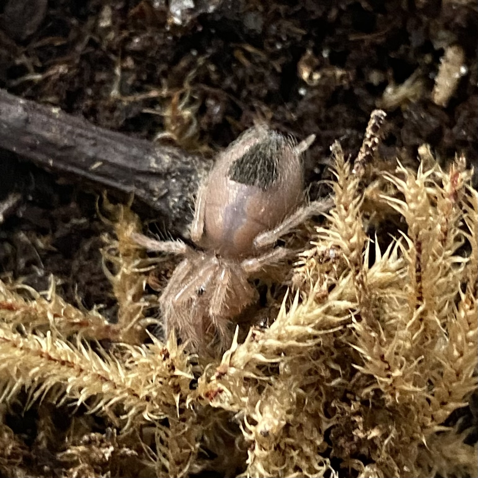 Tarantulas - Predator and Prey Exotics