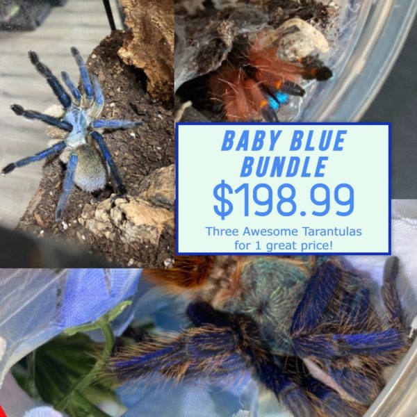 Baby Blue Spider Bundle