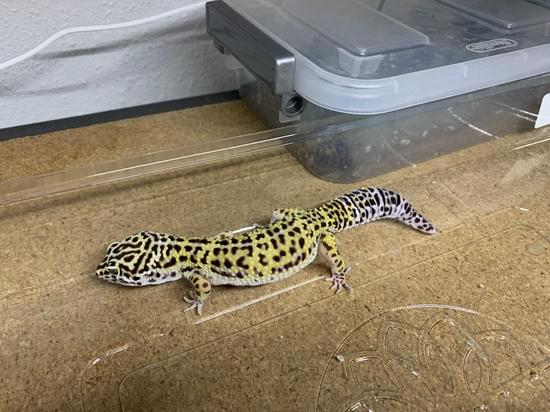 Huge Normal Leopard Gecko