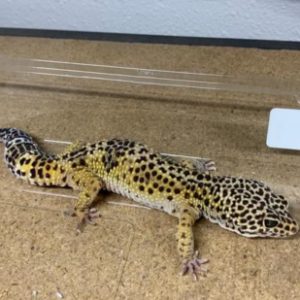 Sm Mystery Leopard Gecko