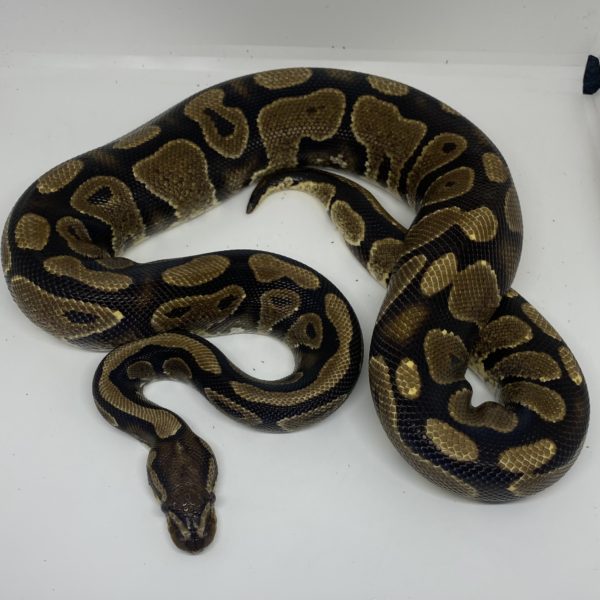 Normal Ball Python Unsexed Adult