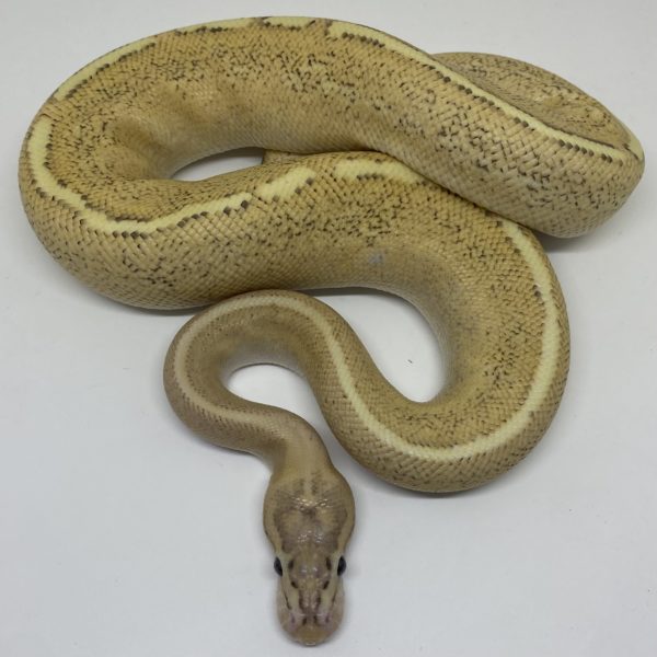 Female Enchi Yellowbelly Spark Ball Python