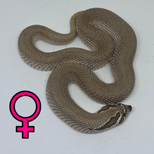 Female Super Anaconda Hognose