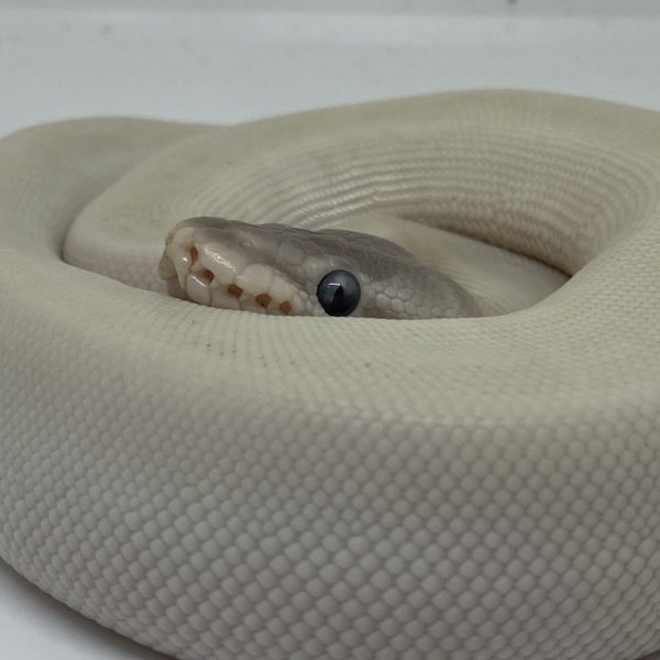Female Blue Eyed Lucy Ball Python (Super Mojave Het Pied) - Predator ...